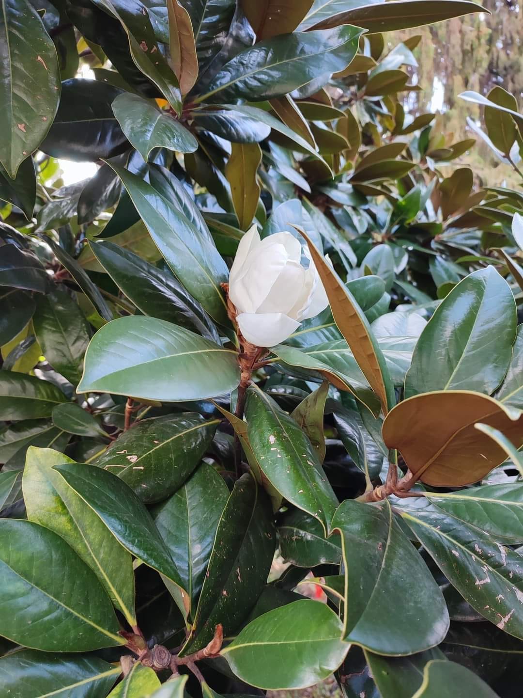 magnolia3n