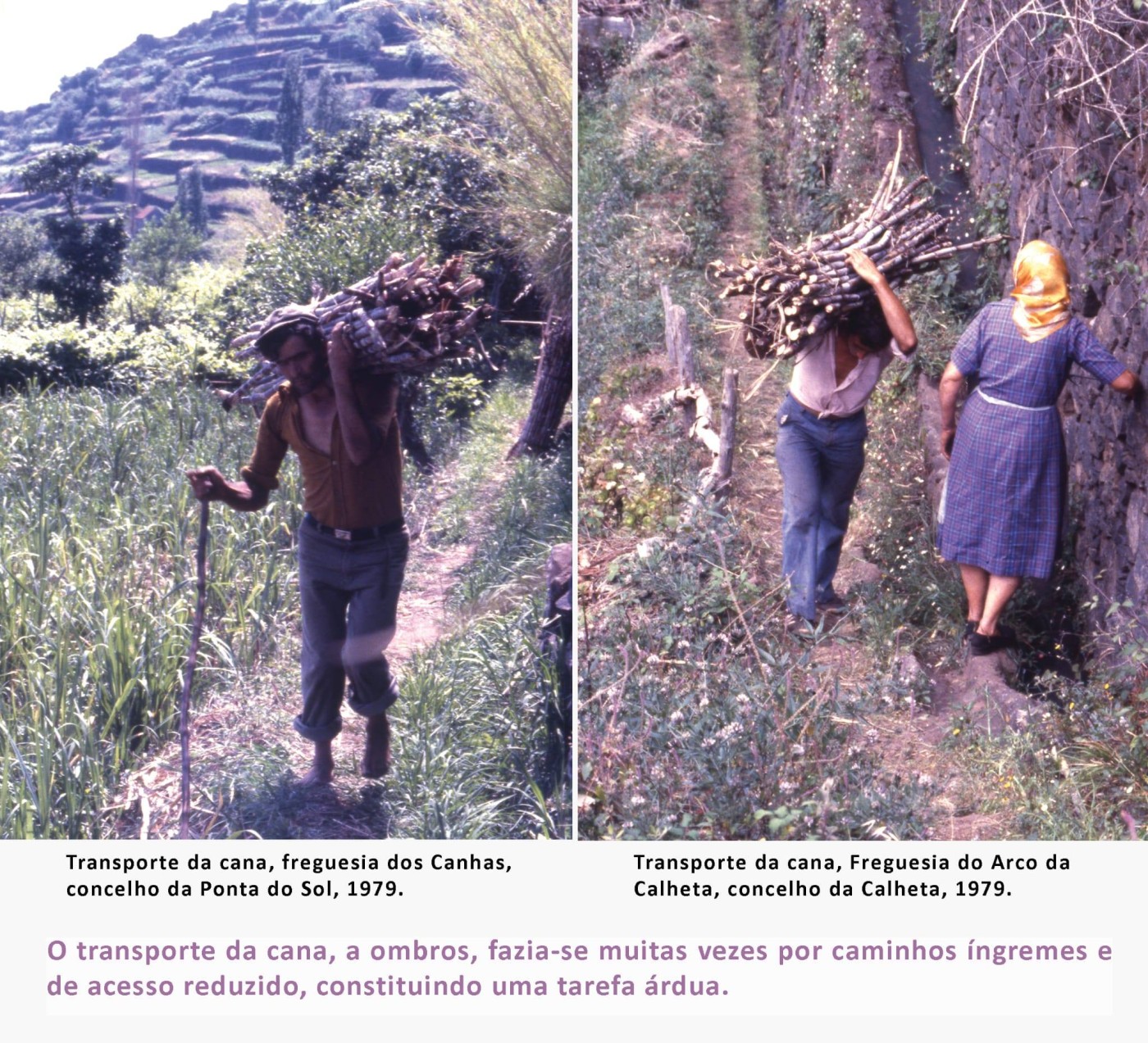 11fainaCanaSacarina MAR2026