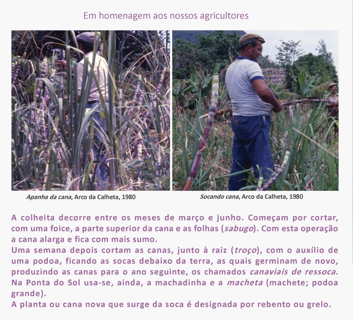 2fainacanasacarina MAR2026