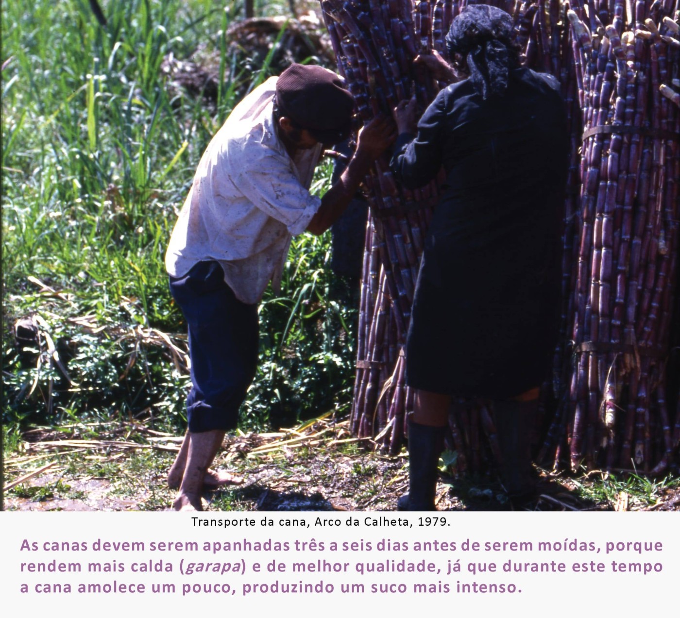 3fainacanasacarina MAR2026