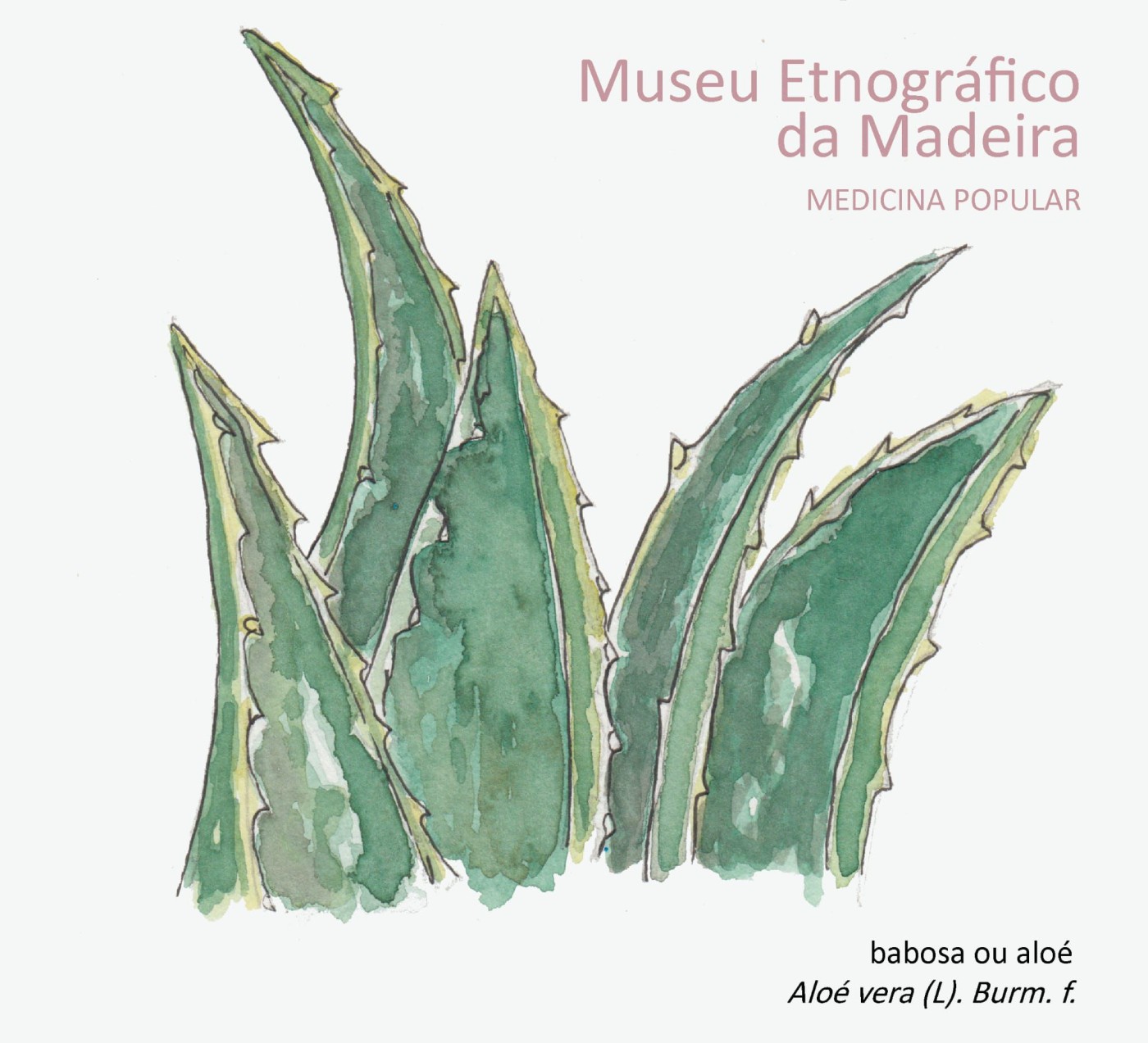 medicinapopular babosaoualoeveraFEV2026