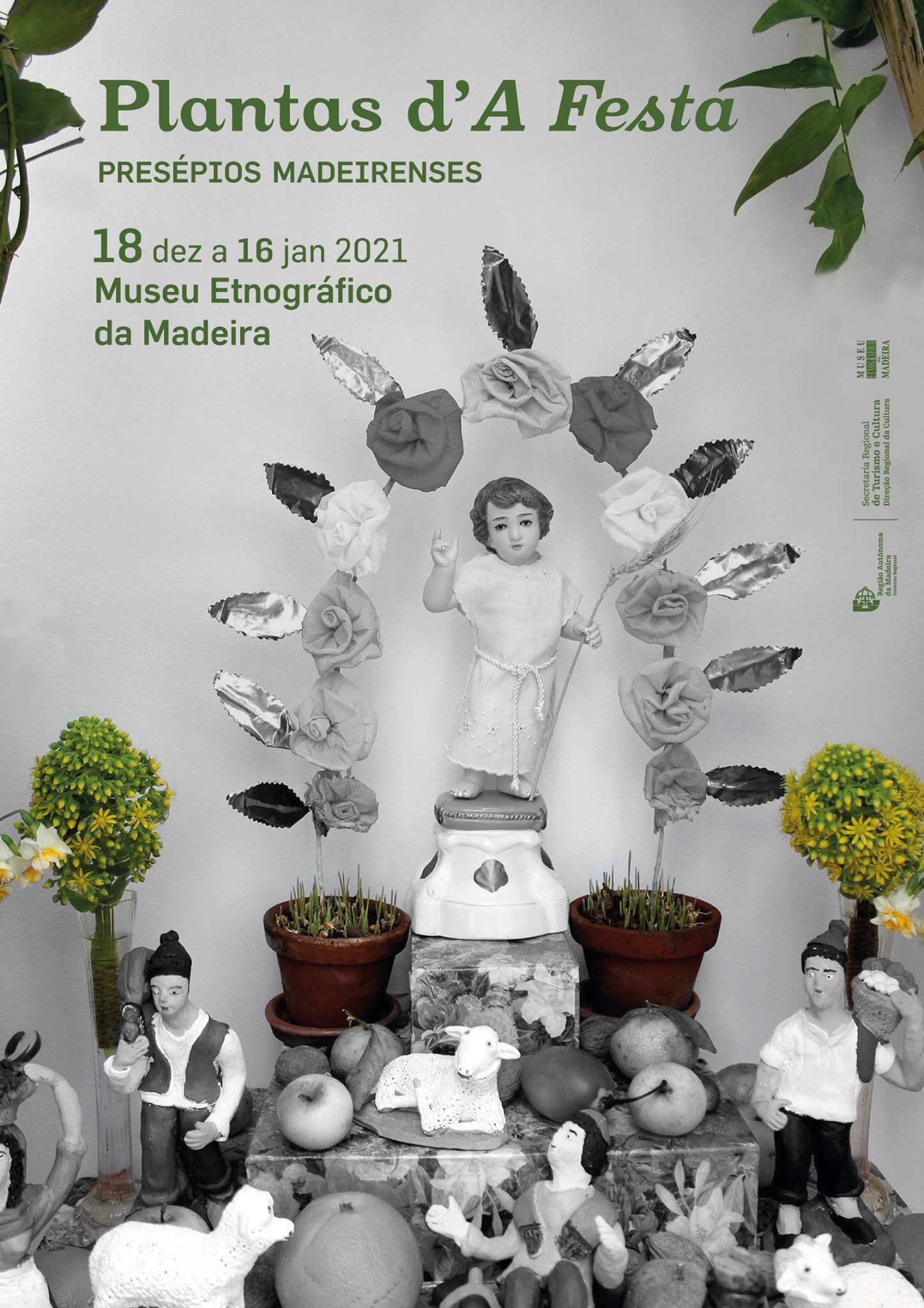 plantasdafesta