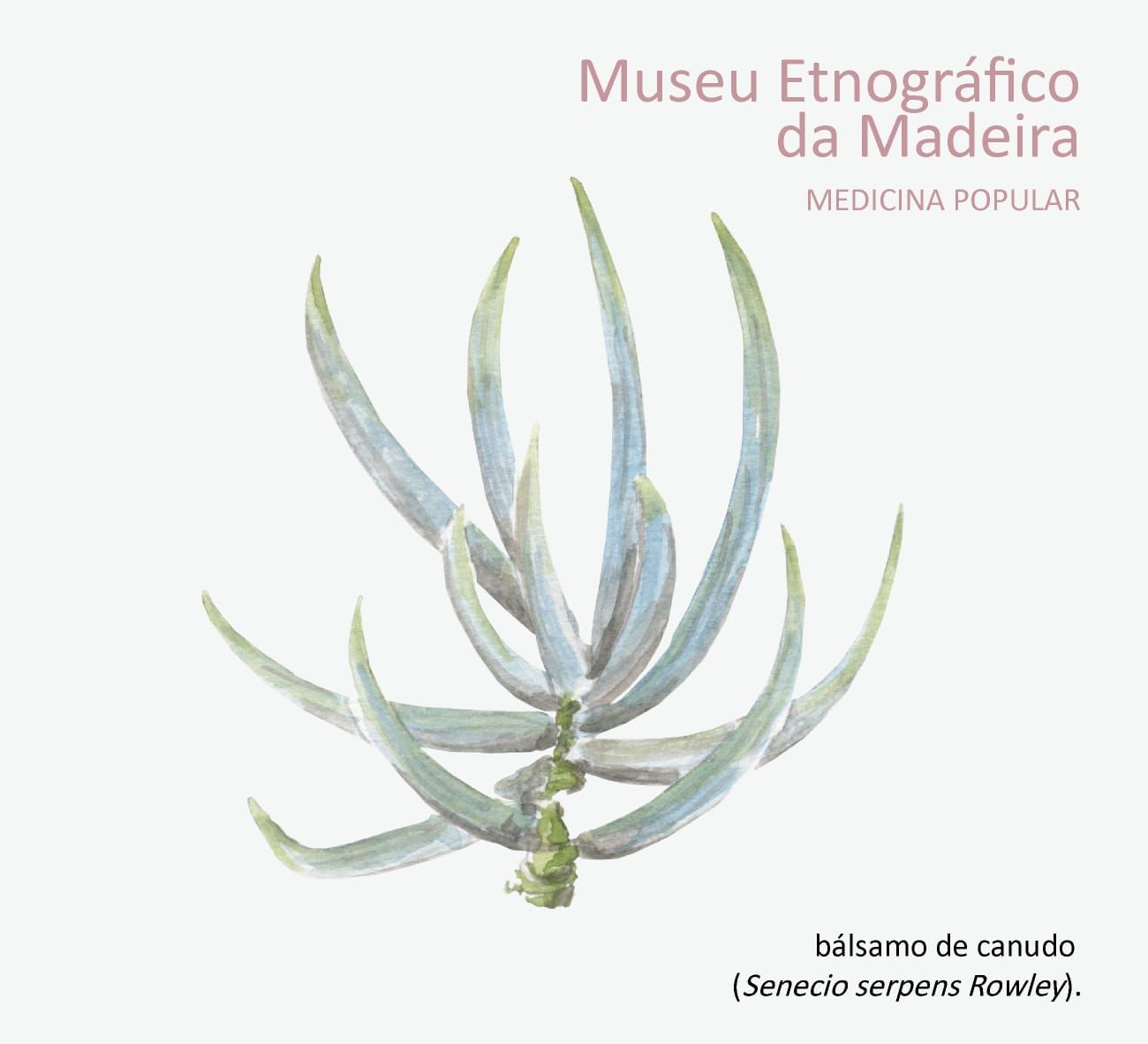 balsamodecanudo JUN 2026