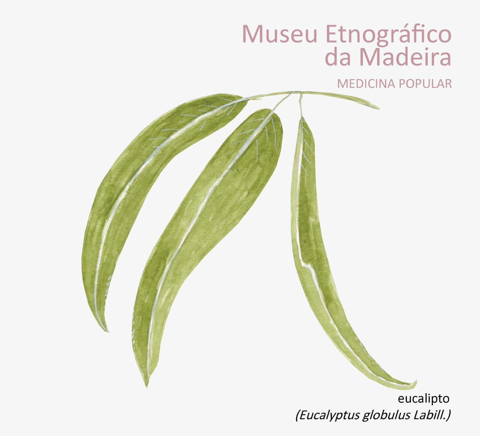 eucalipto MAR2026