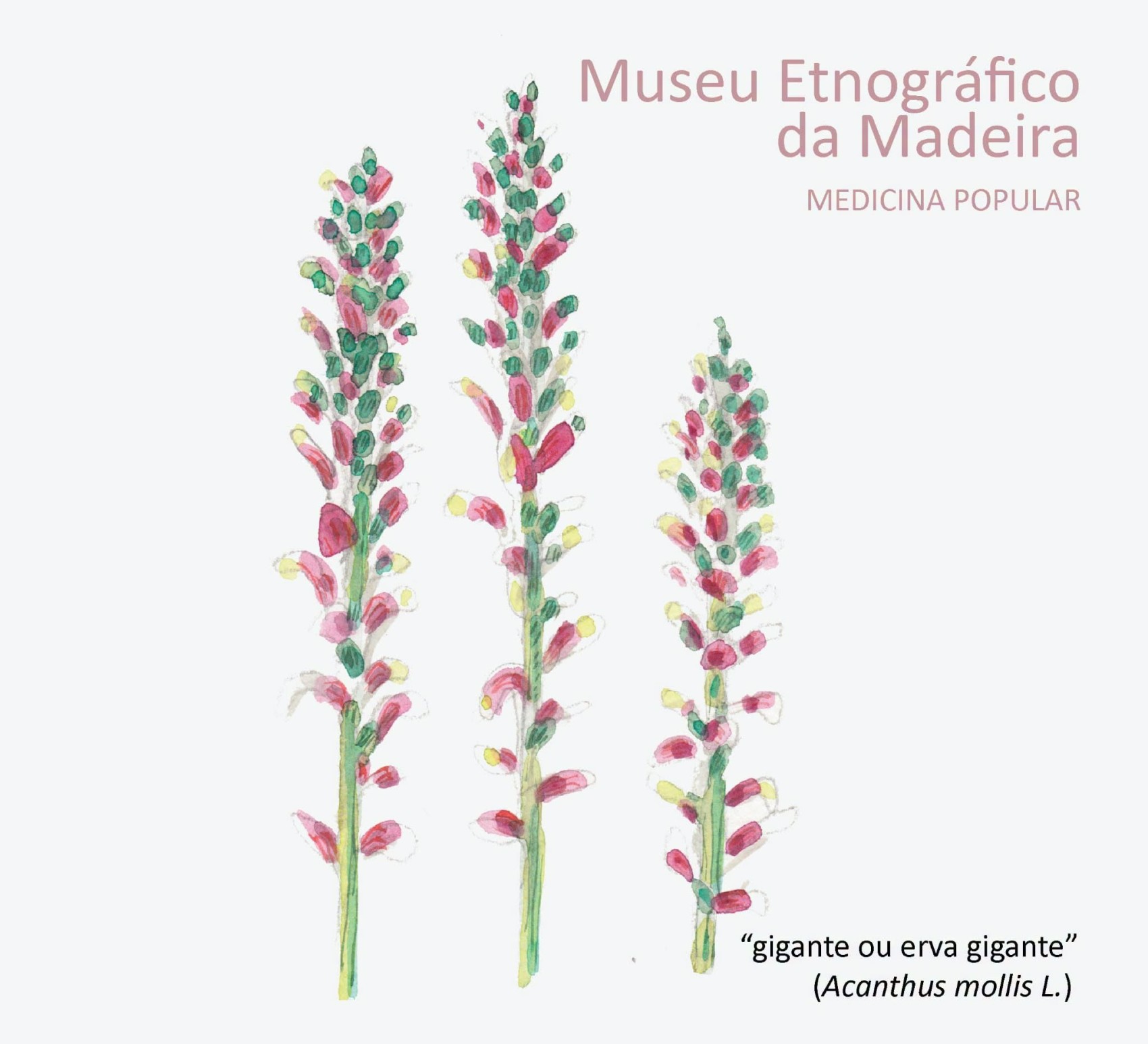 ervagigante OUT2026