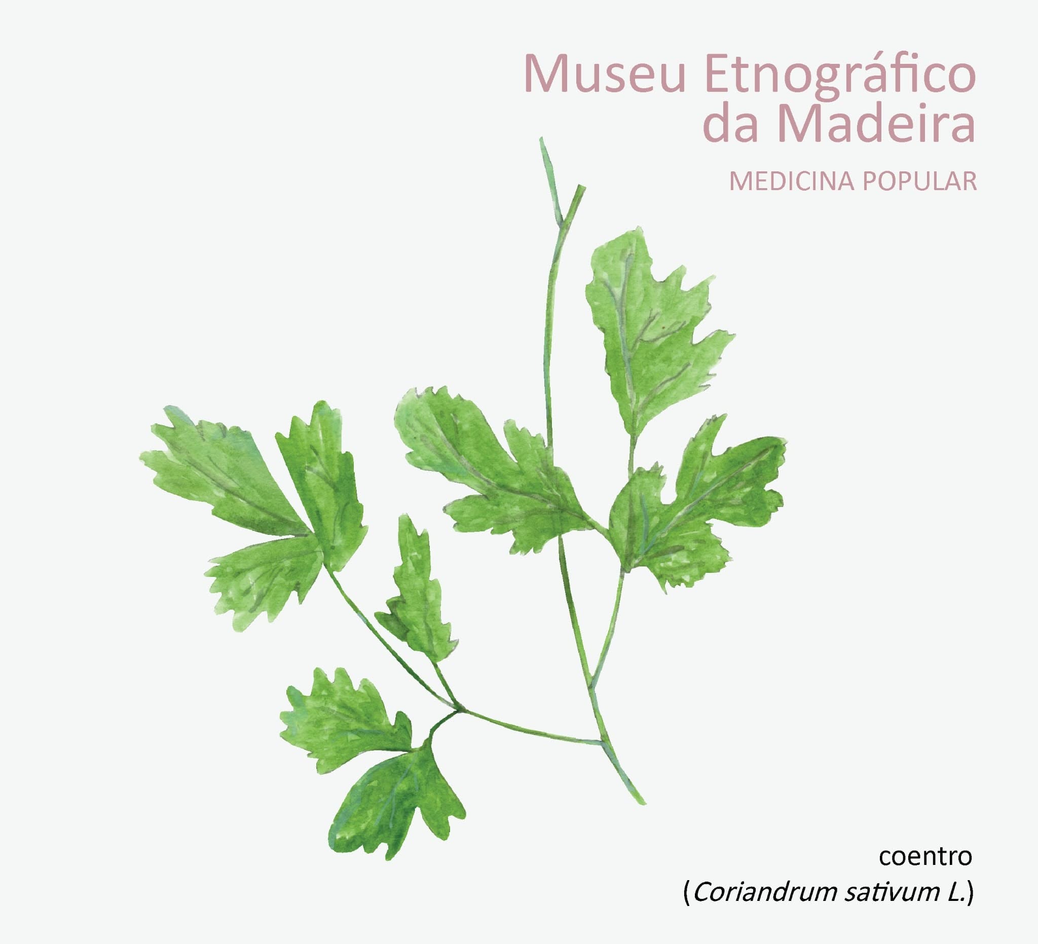 medicinapopular Coentro SET 2026