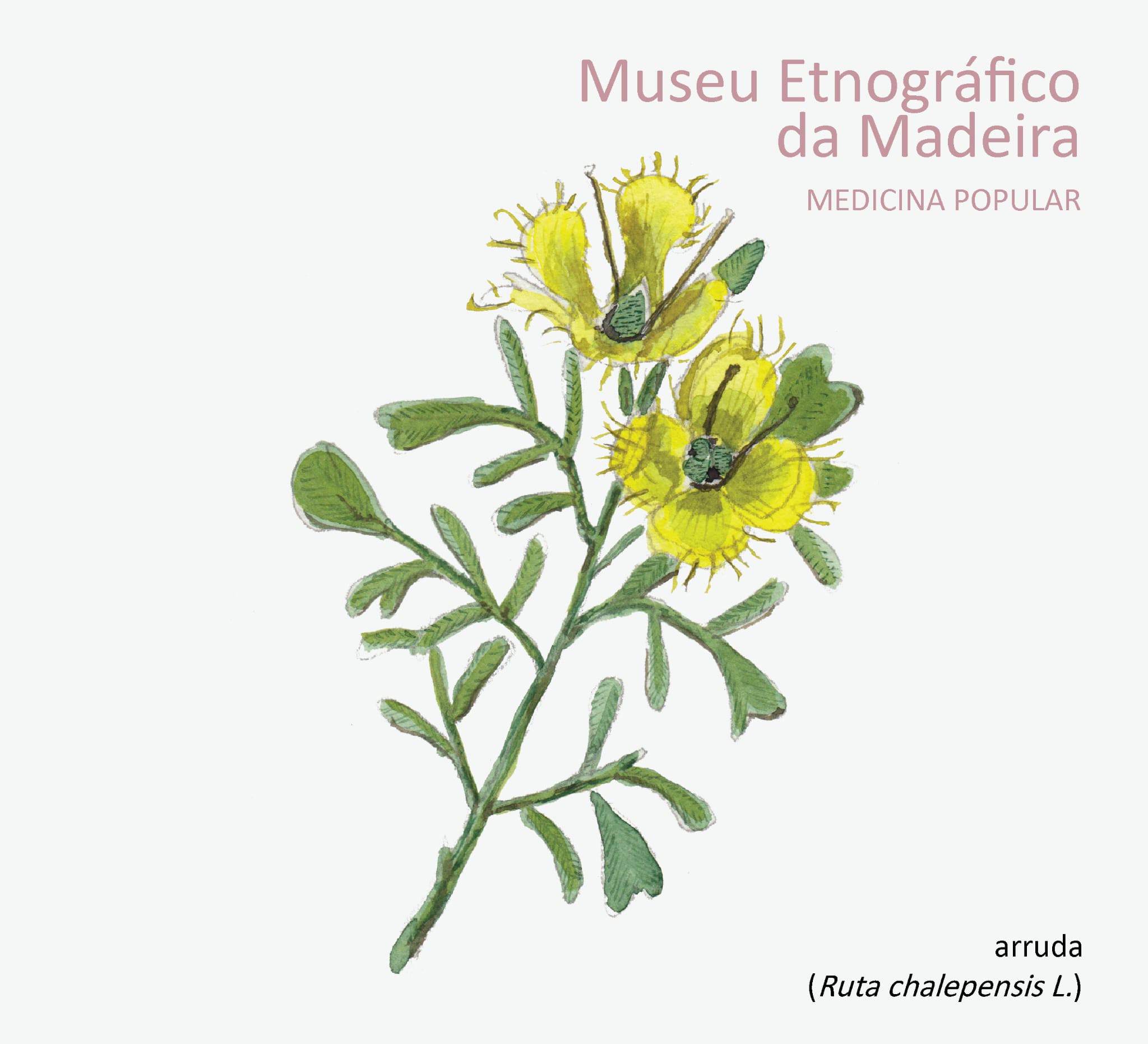 MedicinaPopular Arruda MEM n