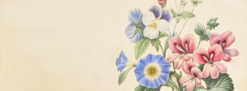 geranium n