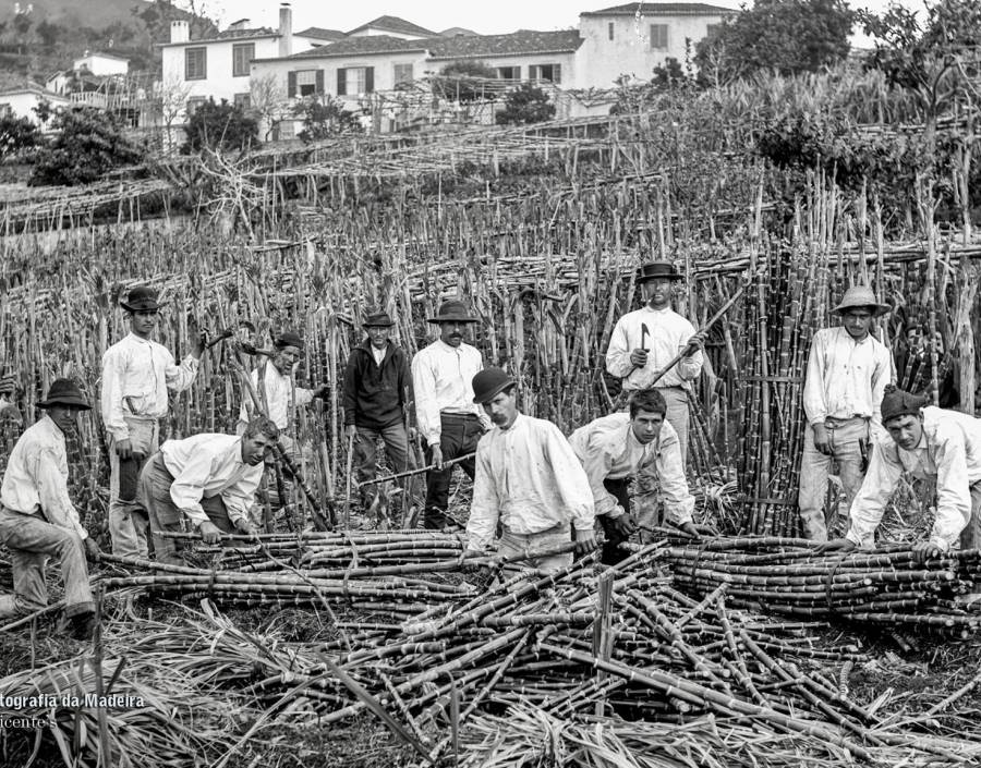 Grupo de trabalhadores na apanha de cana-de-açúcar