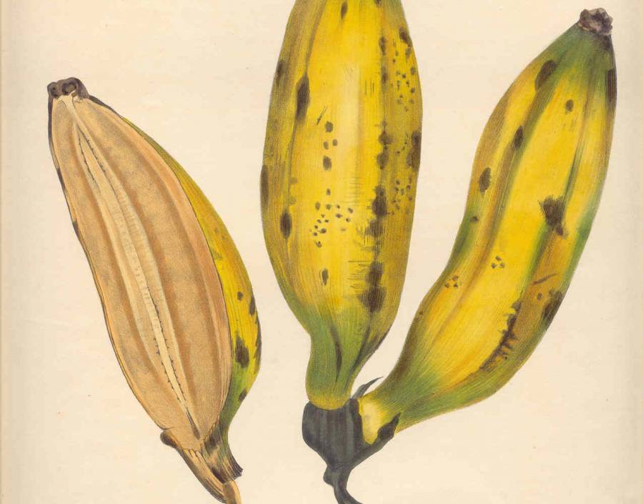 The Banana Fruit 