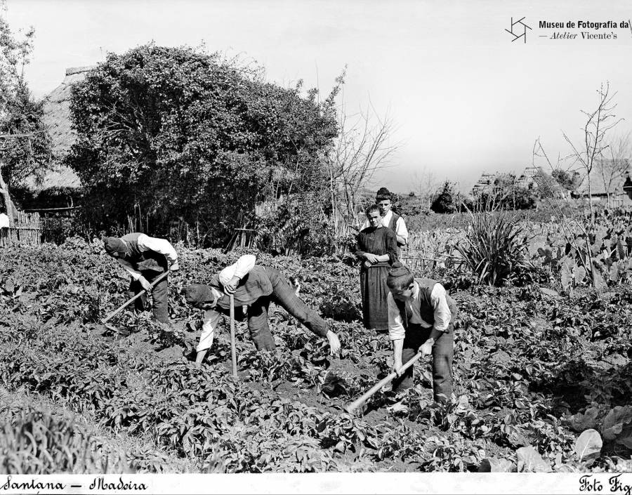 Grupo de homens a cultivar batata