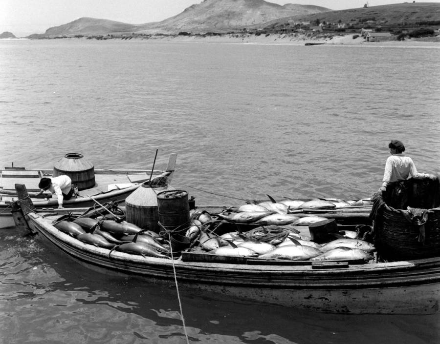 Barco de pesca carregado com atum na Ilha do Porto Santo