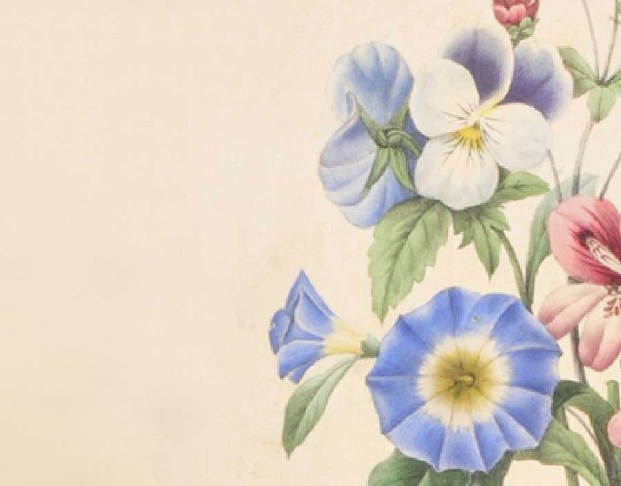 Geranium, Pensée, Belle de jour, Potentille