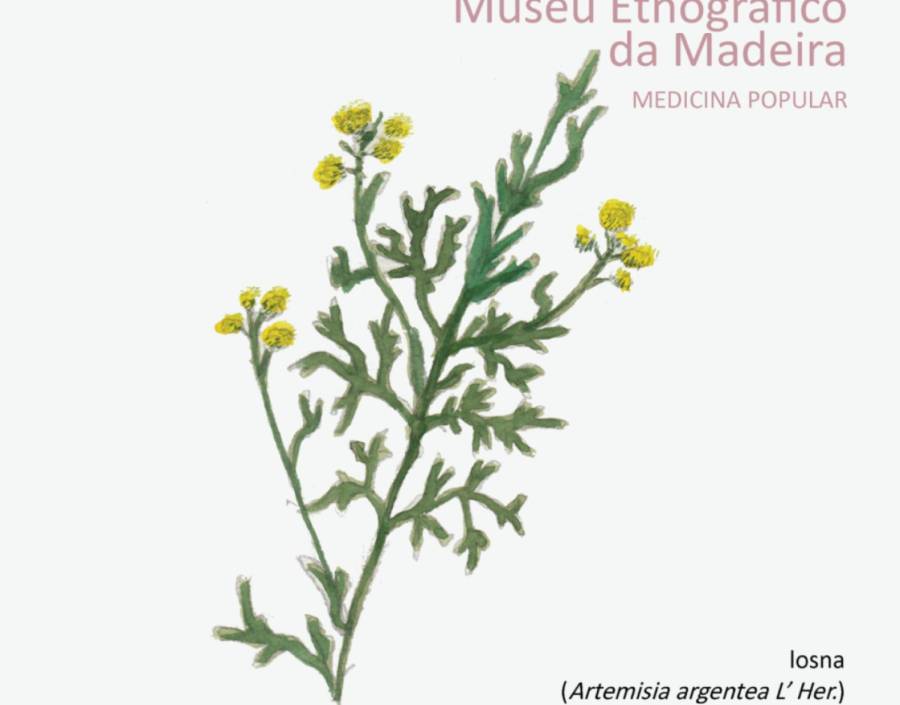 Plantas medicinais: losna