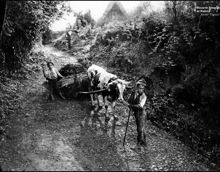 Corsa transportando mato na serra