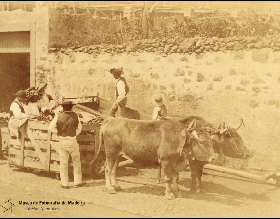 Group of men loading banana onto an ox cart