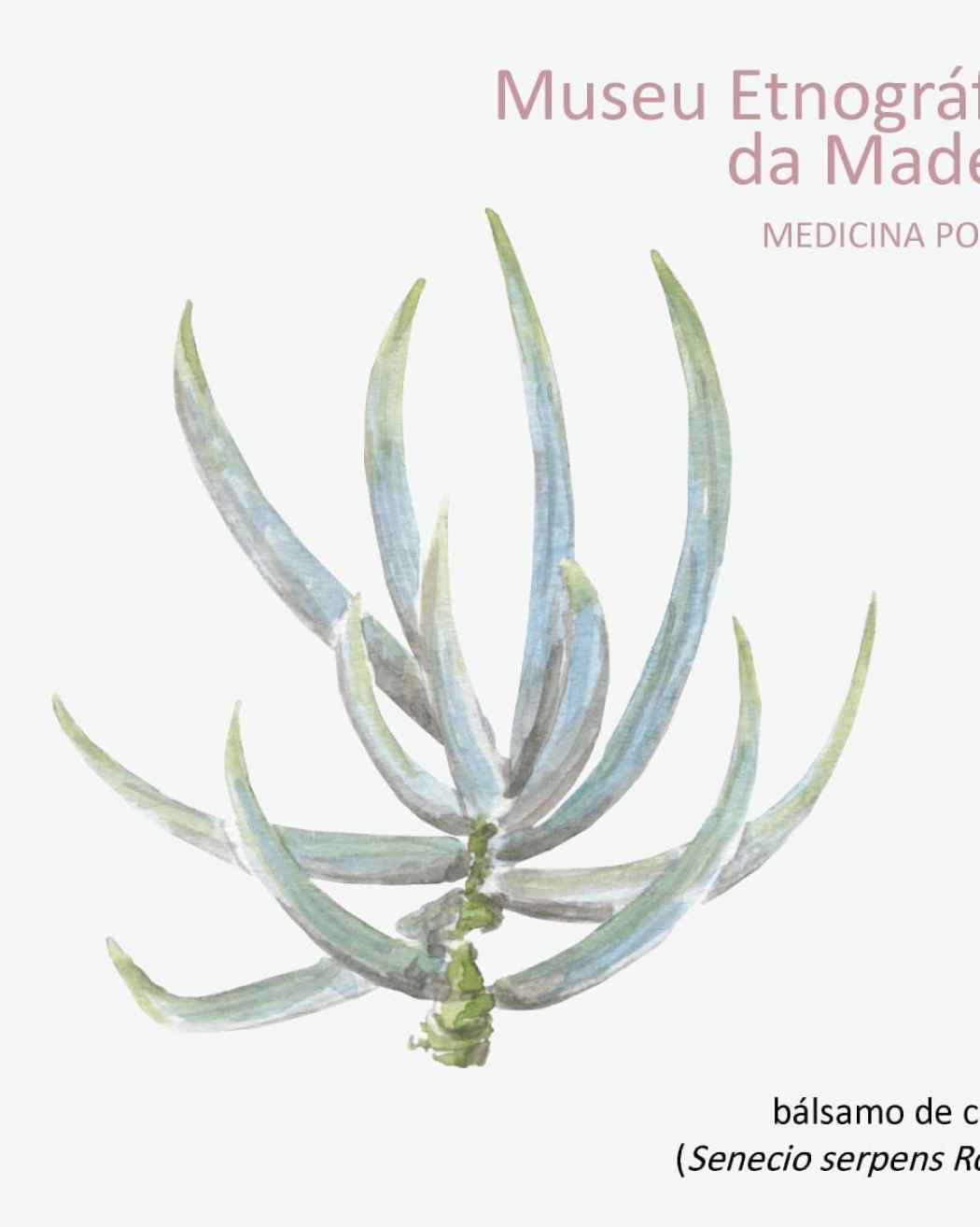 Medicina Popular | Bálsamo‑de‑Canudo
