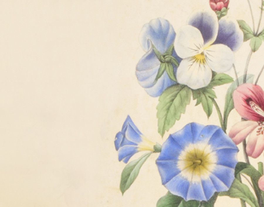 Geranium, Pensée, Belle de jour, Potentille