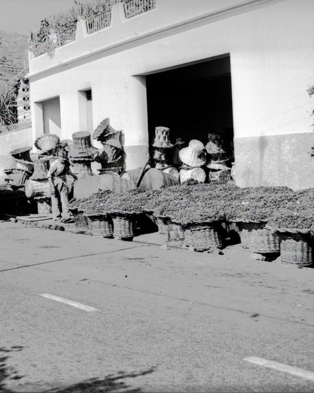 Memórias do Labor das Vindimas na Década de 60