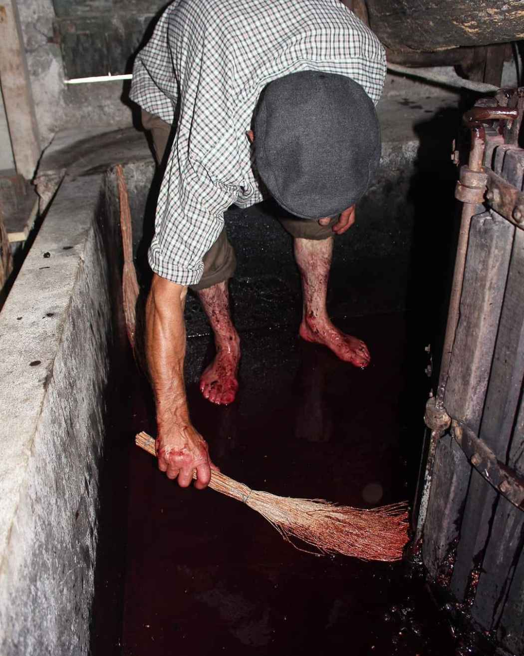 Vitivinicultura - Vassoura de Urze