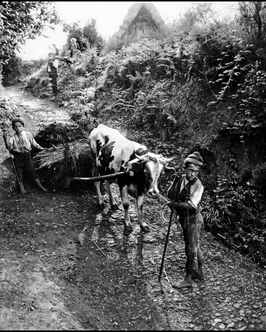 Corsa transportando mato na serra 