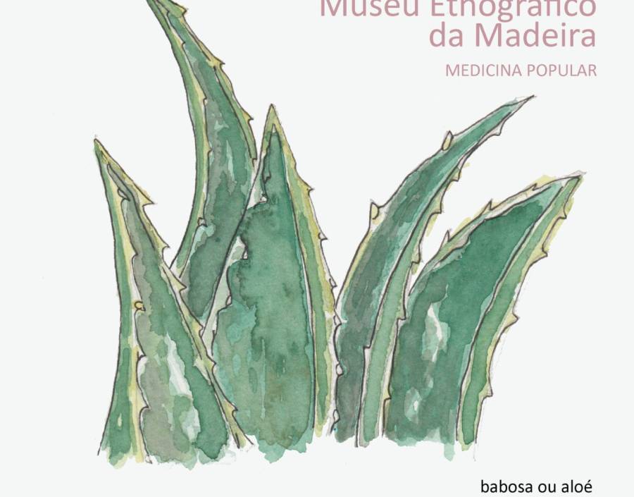 Medicina Popular | Babosa ou Aloé