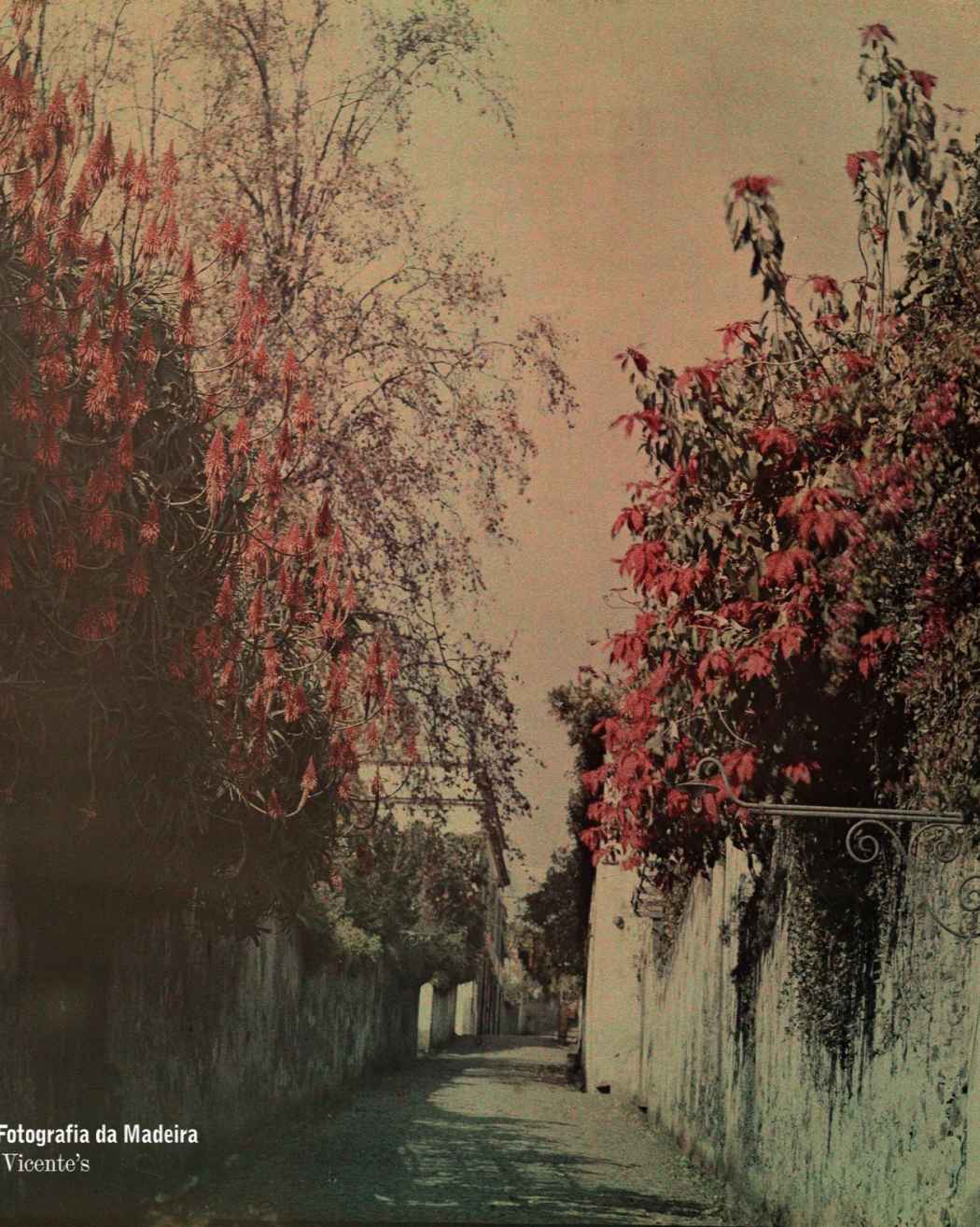 “Autochrome Lumière” de Russel Manners Gordon | Posterior a 1907