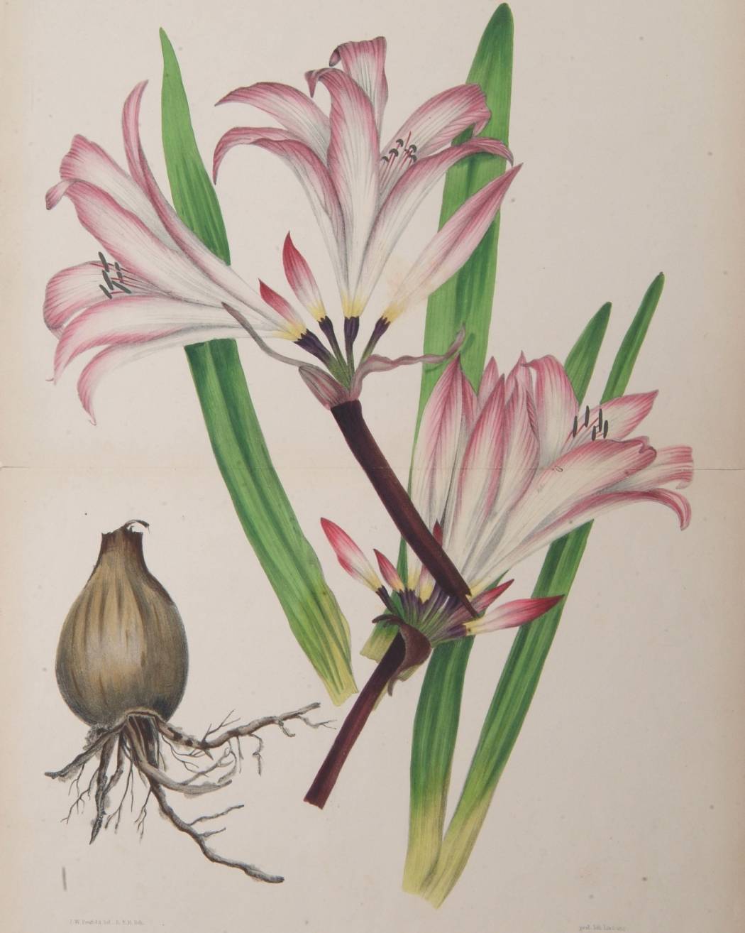 “The Belladonna Lily”