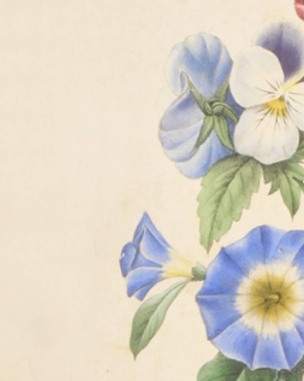 Geranium, Pensée, Belle de jour, Potentille