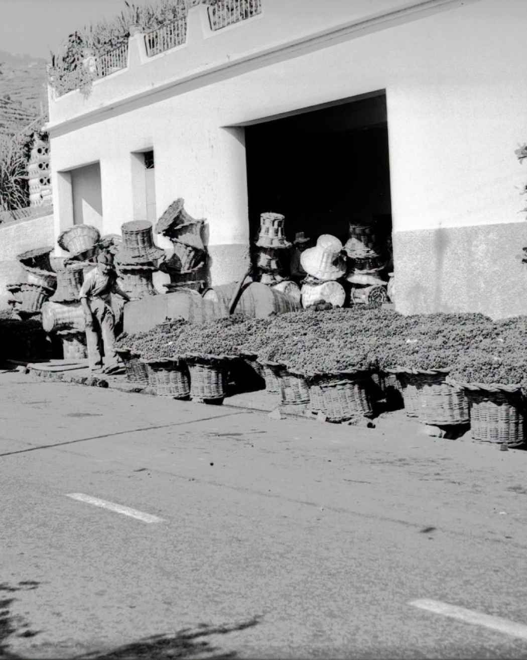 Memórias do Labor das Vindimas na Década de 60