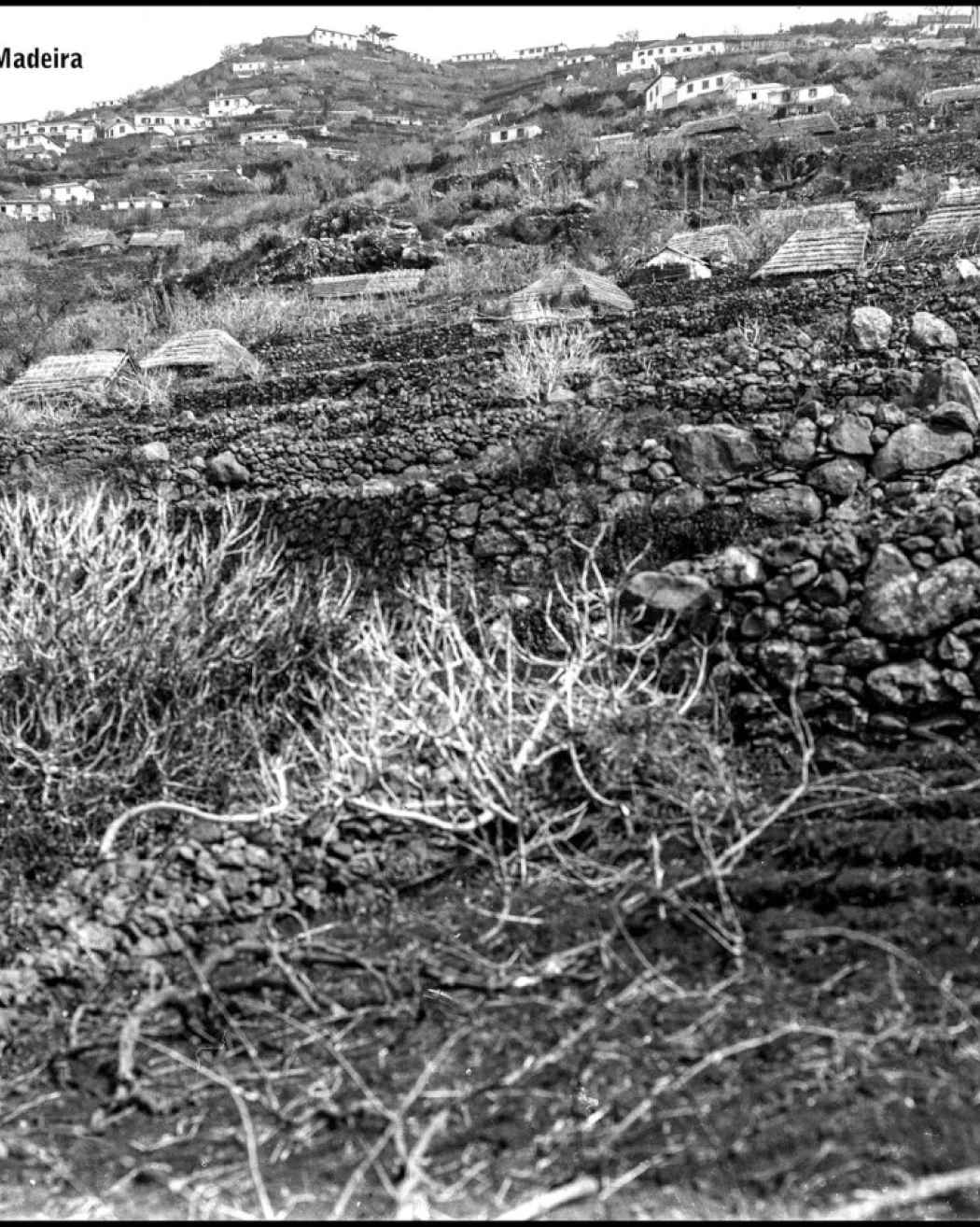 Paisagem da Freguesia da Fajã da Ovelha | Anterior a 1934