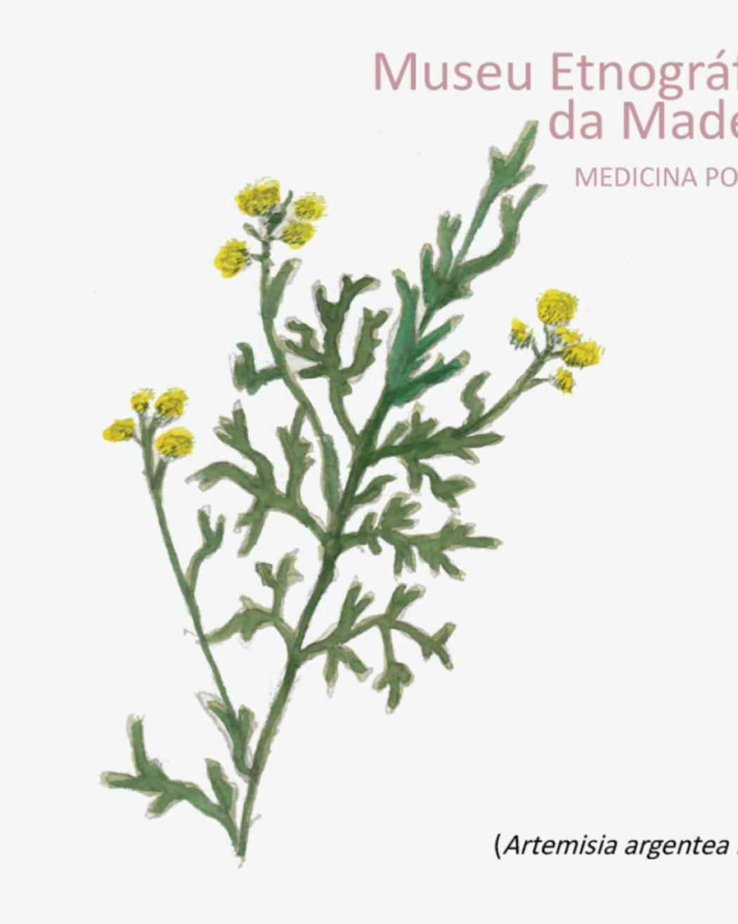 Plantas medicinais: losna